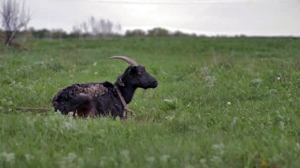Cazadores denuncian a los agentes de Medio Natural que supuestamente mataron a una cabra de un disparo durante un control nocturno de jabalíes