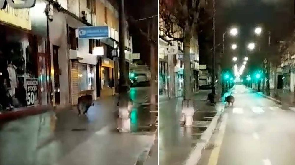 Tranquilo paseo nocturno de dos jabalíes por un populoso barrio de Gijón
