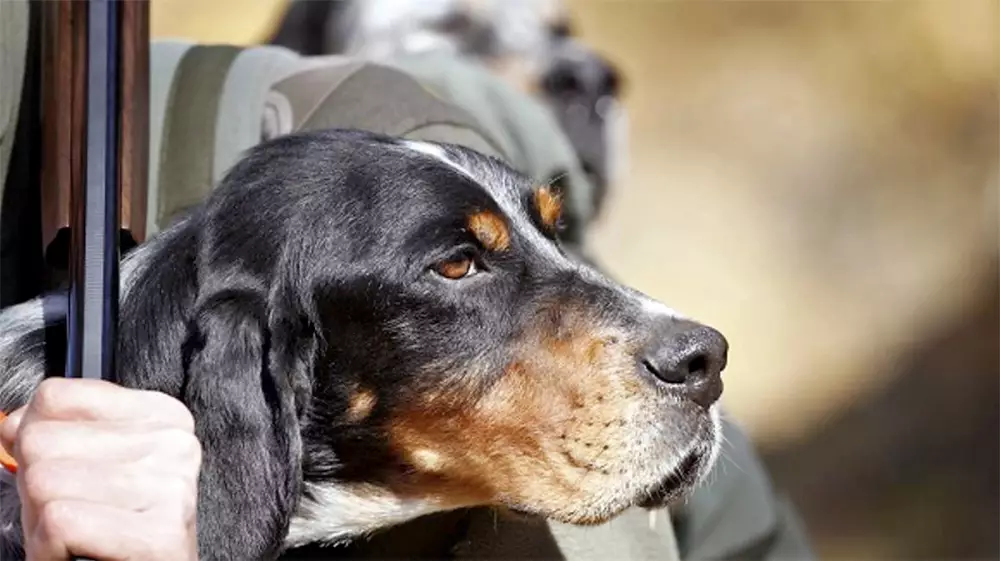 Los perros de caza ya están protegidos por la ley