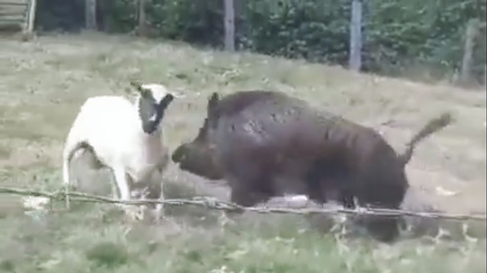 Graba la pelea entre un carnero y un jabalí