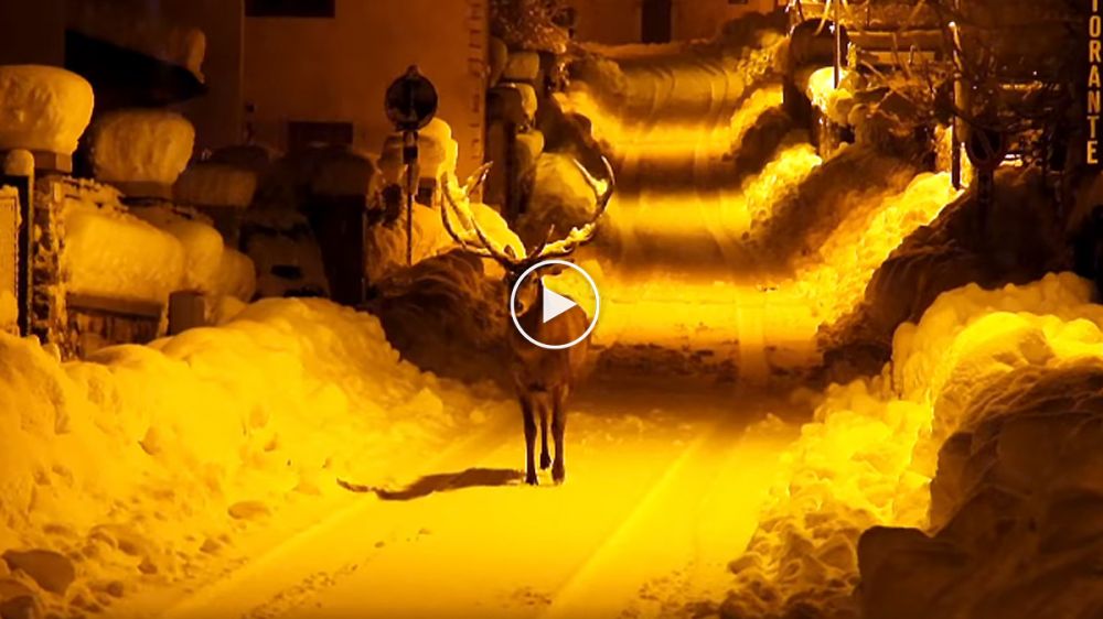 Un imponente ciervo es grabado paseando por las calles nevadas de un pueblo