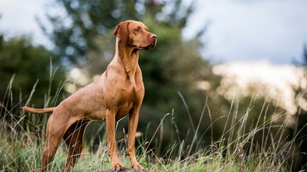 Los perros de caza quedan fuera de la ley animalista