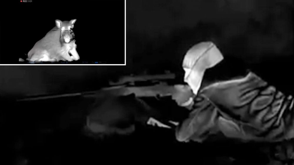 Un cazador se coloca a pocos metros de los jabalíes en un trepidante lance de caza nocturna