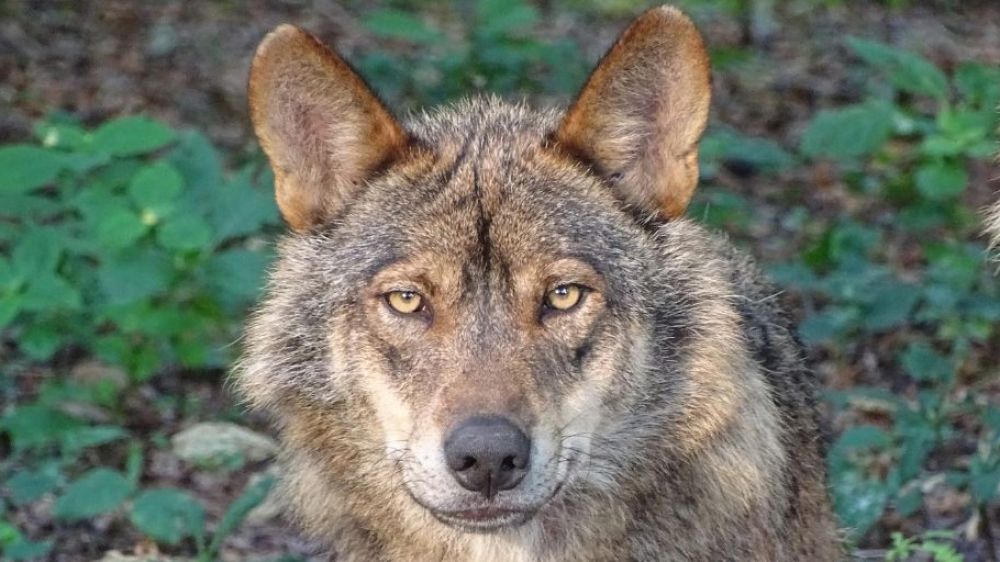 La RFEC solicita al Gobierno un control del lobo con base al nuevo posicionamiento de Europa