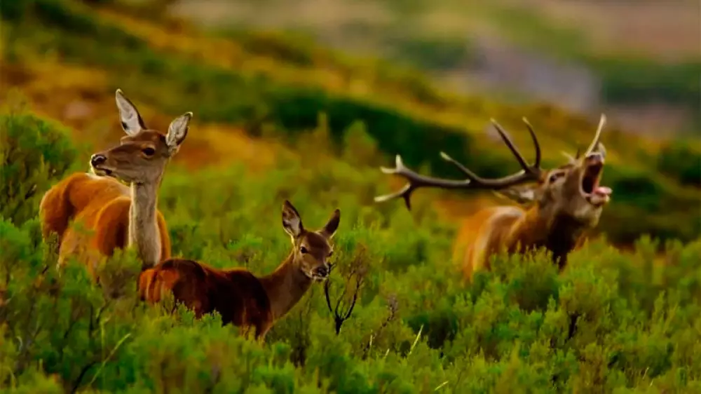 El superpoder de los ciervos en el documental ‘Medicina silvestre. Superpoderes de los animales’