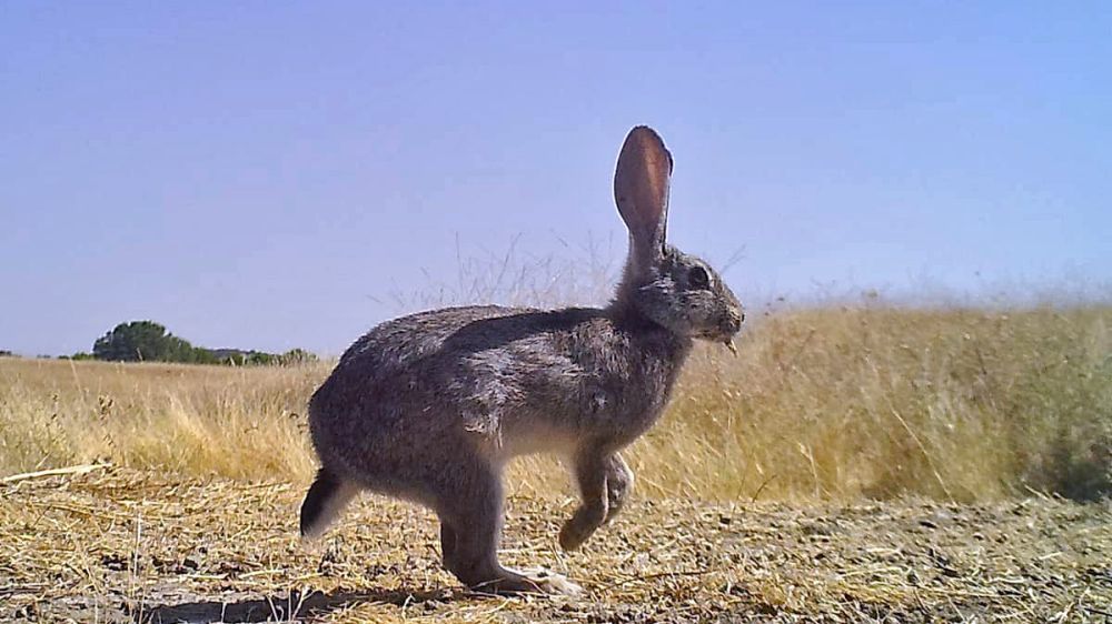 Conservacionistas, cazadores, agricultores y científicos intentarán llegar a un acuerdo sobre cómo fomentar las poblaciones de conejo