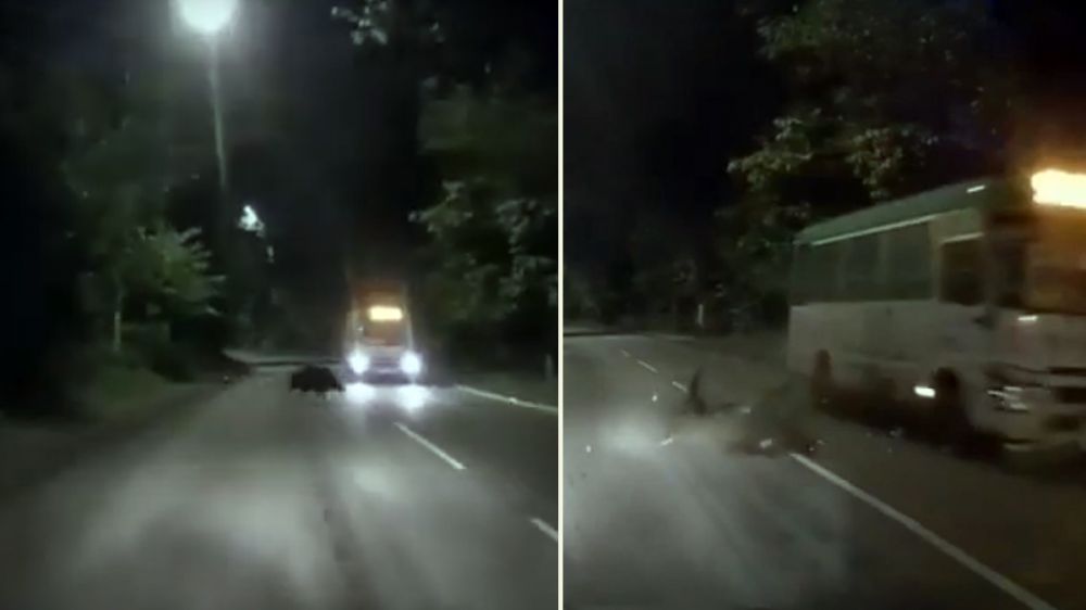 Un jabalí sale por el aire en un accidente con un autobús