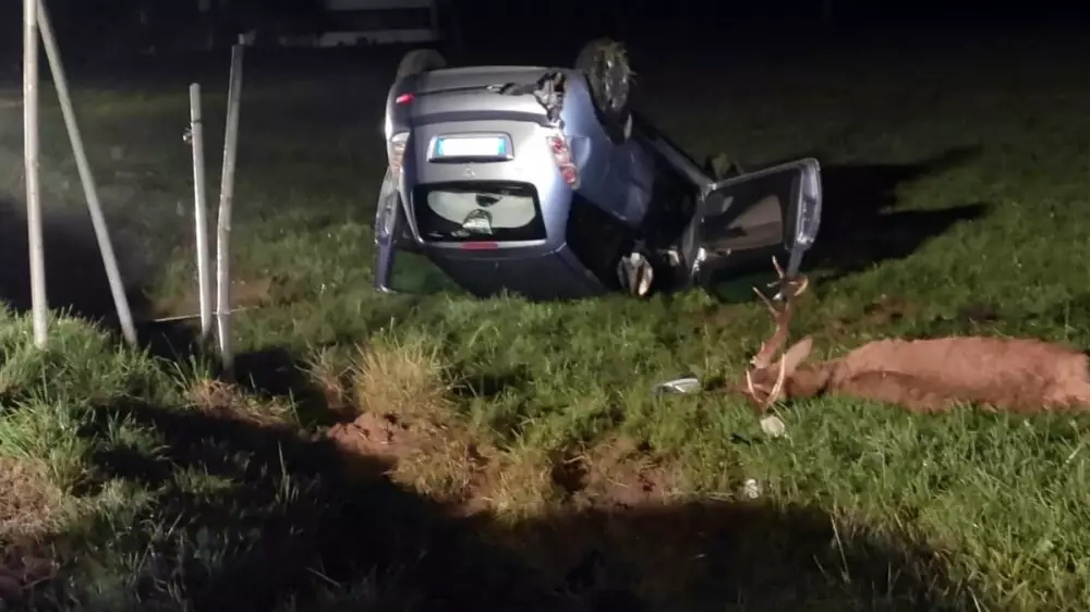 Este ciervo consigue escapar de los lobos, pero en la huida ocasiona un terrible accidente