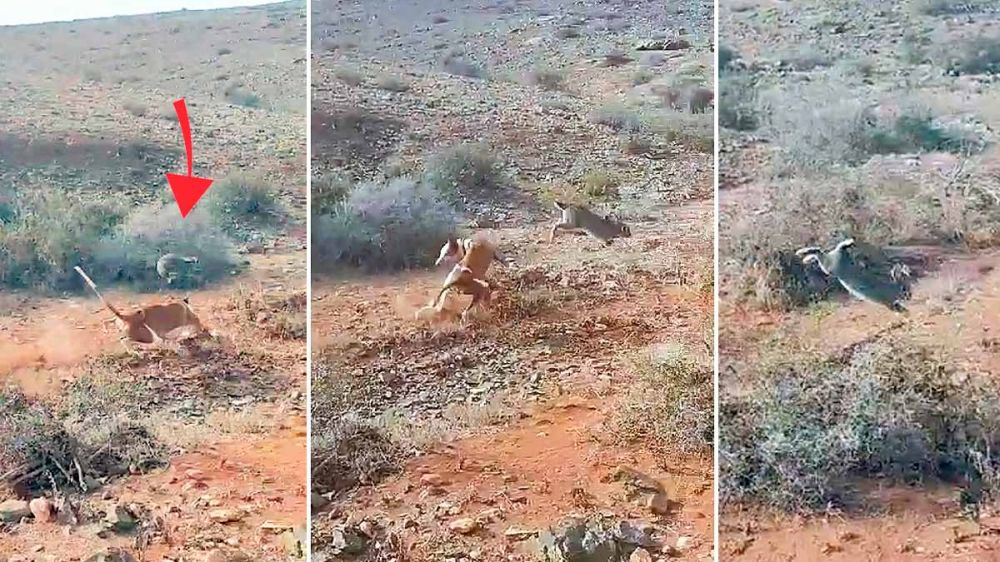 Impresionante salto de un conejo para evitar ser atrapado por un perro de caza