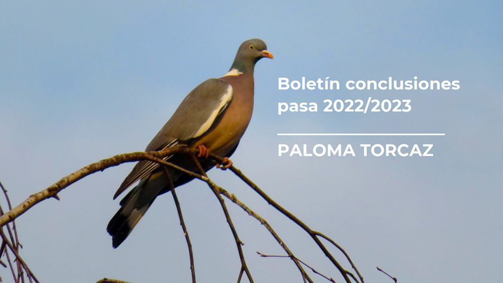 Paloma torcaz: Conclusiones de la pasa 2022/2023