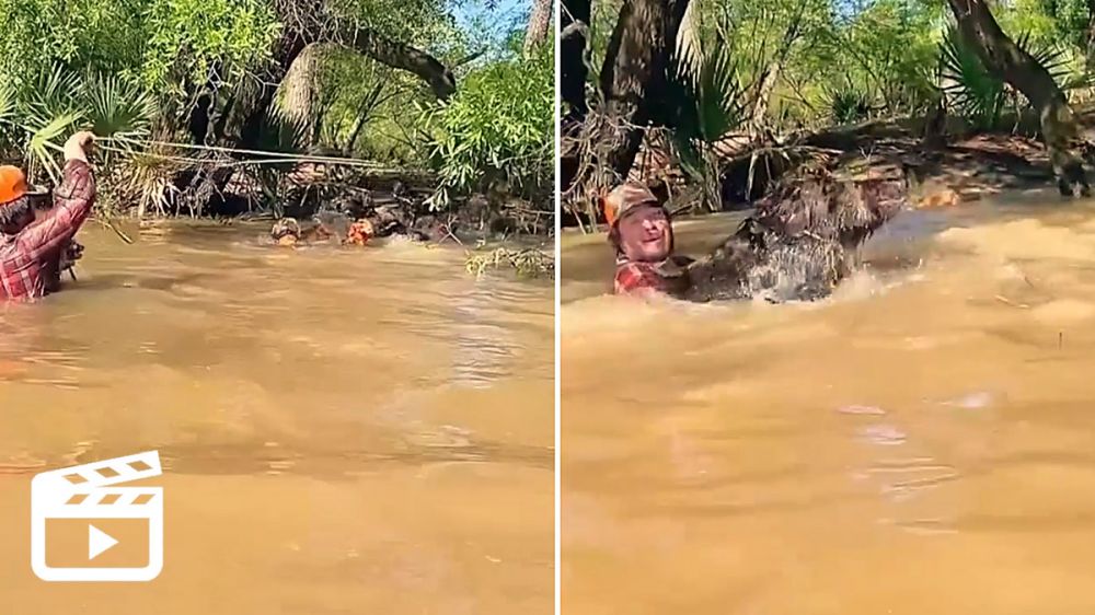 Captura un jabalí con un lazo metiéndose al río donde lo han alcanzado los perros