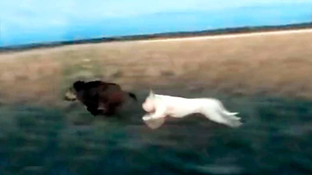Un dogo argentino alcanza a un jabalí tras una frenética carrera