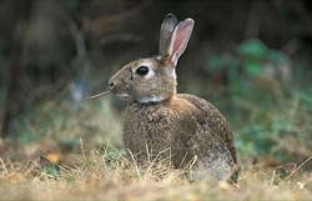 La RFEC probará la vacuna del conejo esta primavera