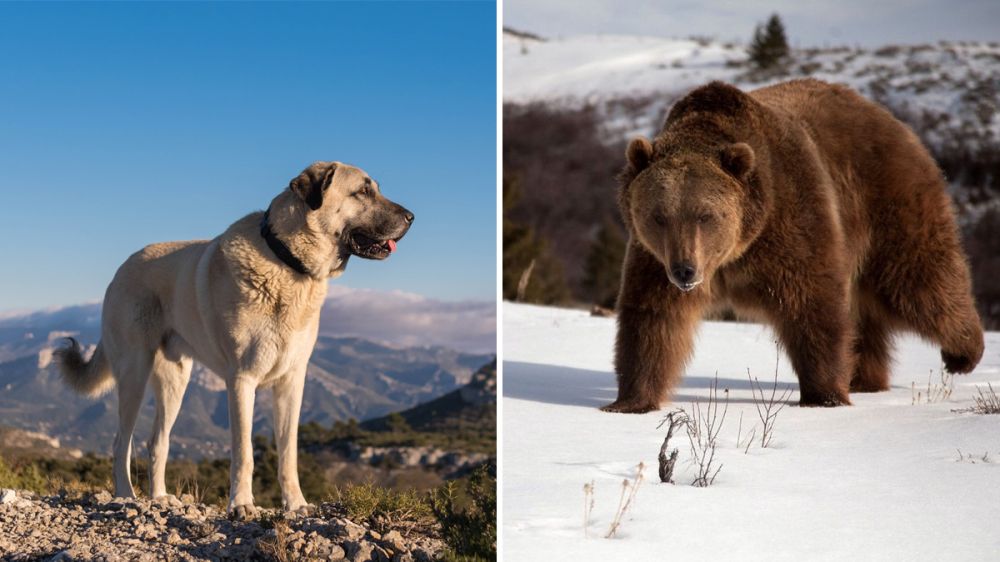 Perros protectores del ganado se enfrentan a osos pardos
