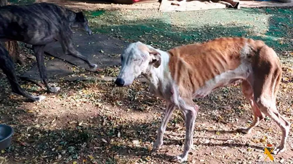 La protectora de los horrores: 66 perros maltratados y desnutridos y otros ya muertos