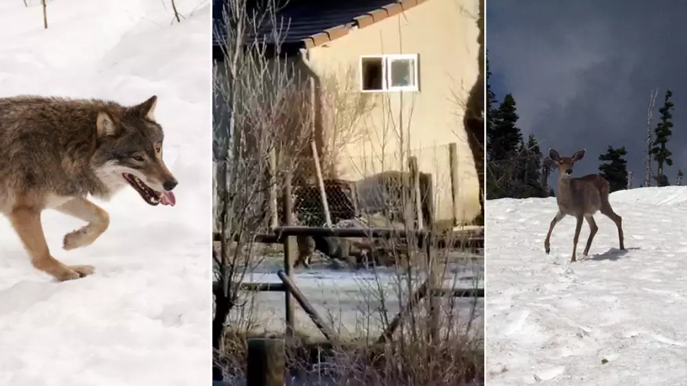 Un lobo caza un ciervo junto a unas casas
