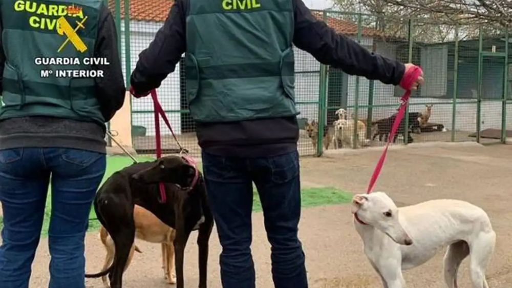 Tres detenidos por el robo de perros de caza en Cáceres