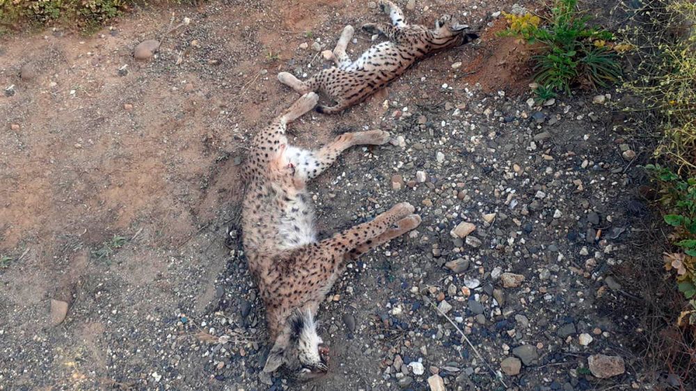 Una hembra de lince y su cachorro mueren atropellados en Huelva
