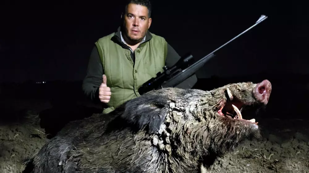 Más de 2 metros de largo y casi 200 kilos: caza un extraordinario jabalí en Andalucía