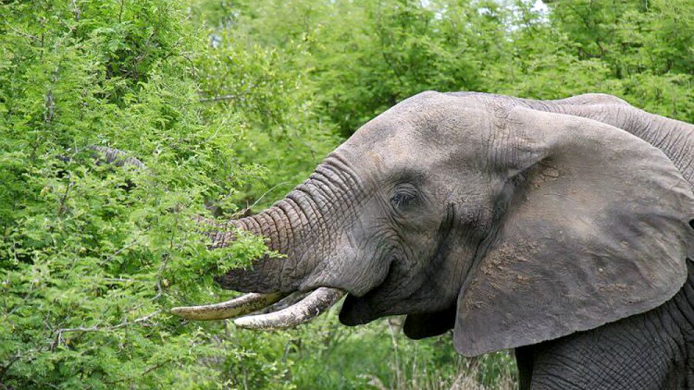 Un intento de acabar con las matanzas ilegales de elefantes en el Congo