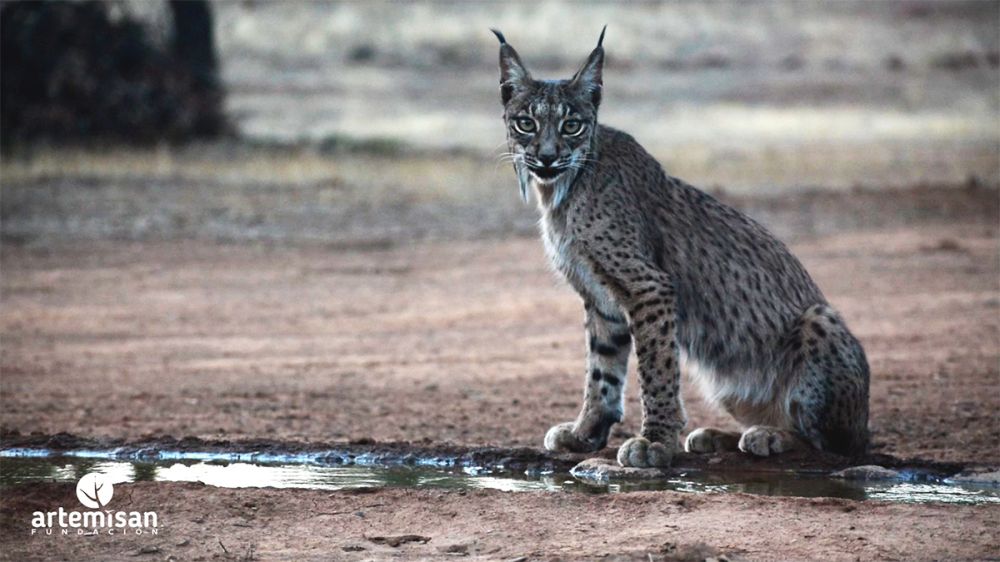 LIFE LYNXCONNECT, reconocido por FACE como uno de los mejores proyectos de conservación con la implicación de cazadores en Europa