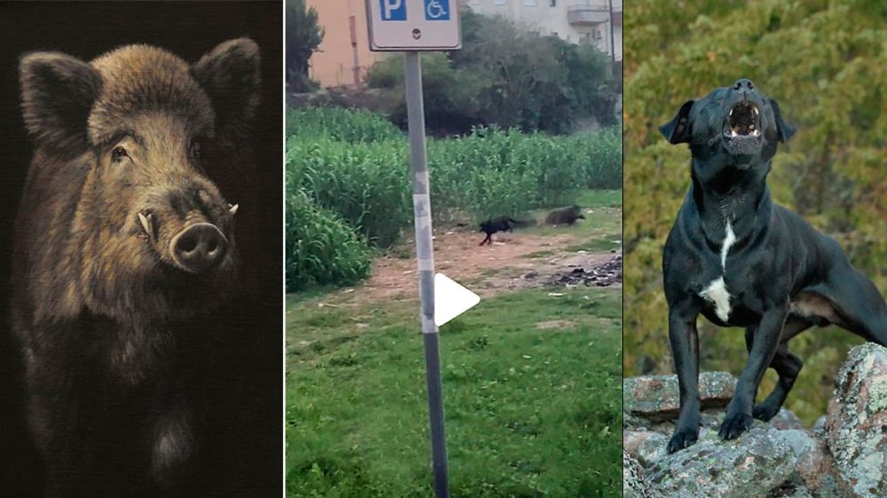 Varios jabalíes atacan a una persona que paseaba a su perro y el can le salva