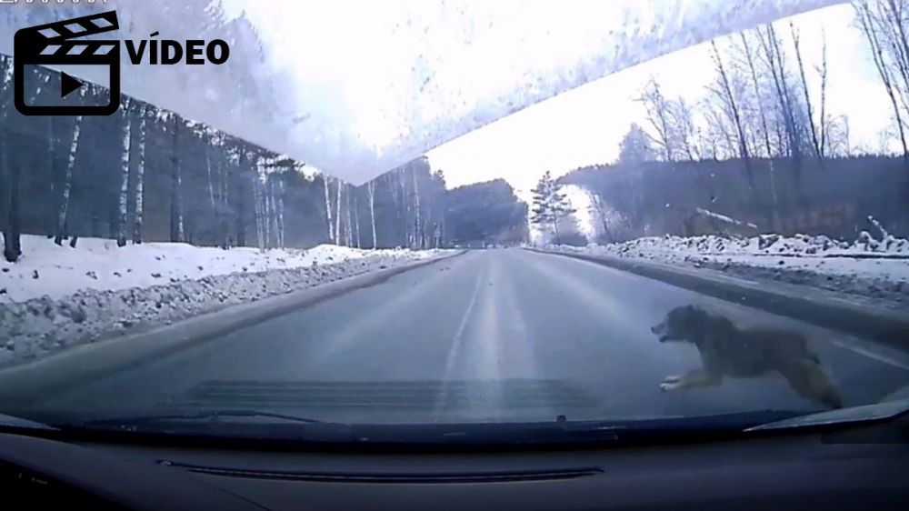 Graba el accidente provocado por un gran lobo que se cruza en la carretera