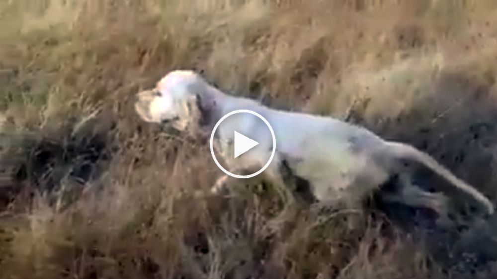 El cachorro de perro de caza con el que soñamos todos