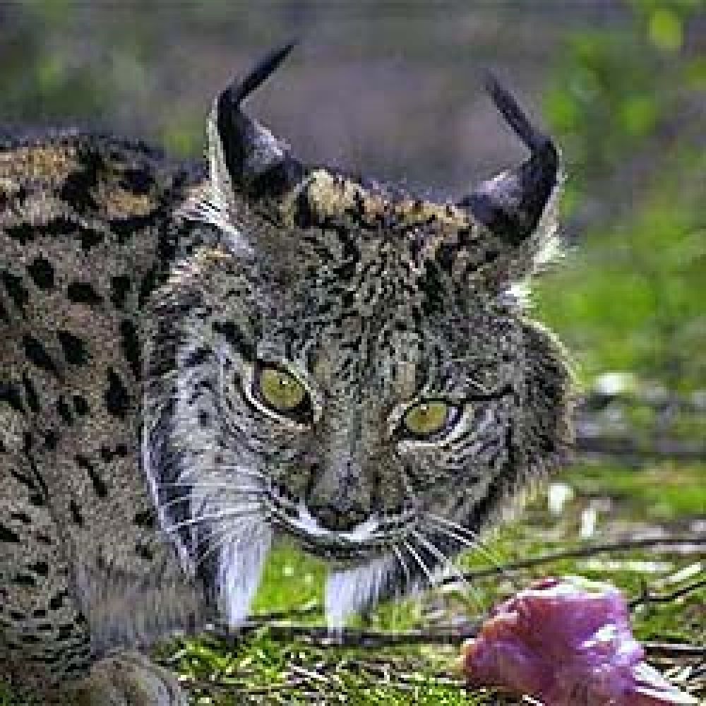 Premiadas las fincas que destacaron por su labor en la conservación del lince