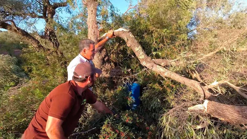Un tornado azota el campo en Sevilla y causa destrozos en un coto de caza