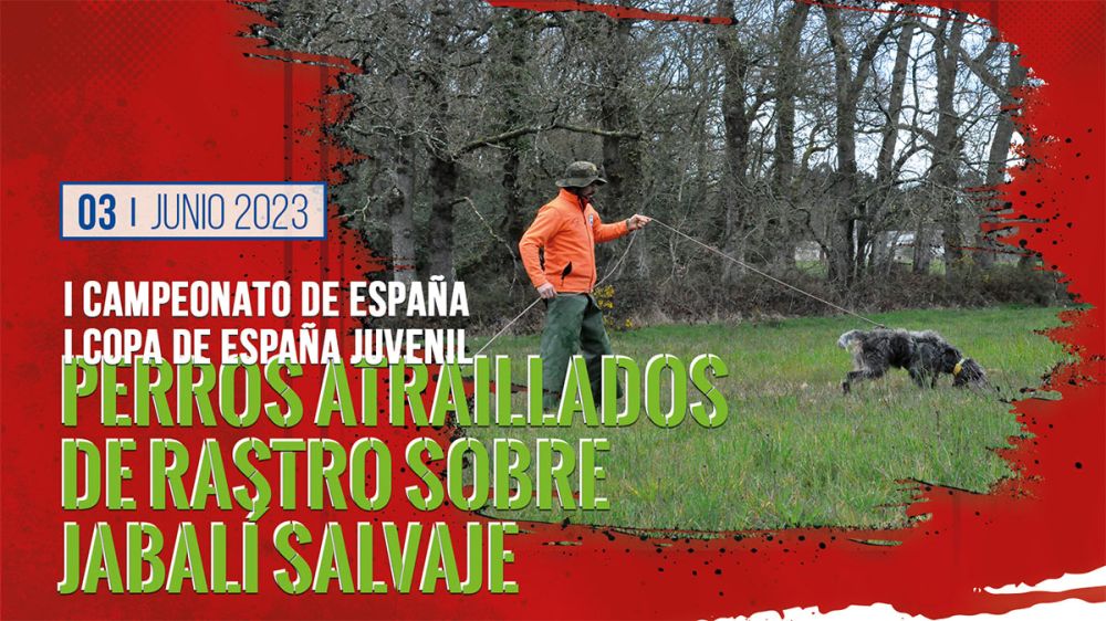 A Coruña albergará el primer Campeonato de España de Perros Atraillados sobre Jabalí Salvaje