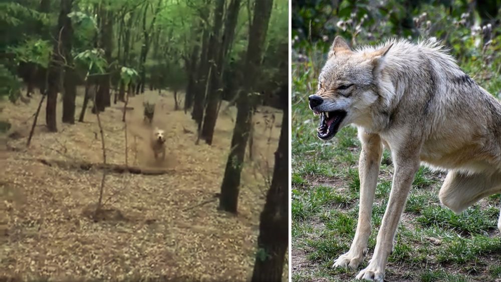 Un lobo intenta cazar al perro de un cazador