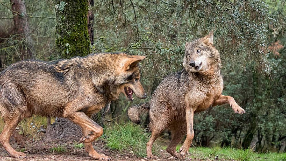 El Congreso avanza en el restablecimiento de la caza del lobo en las áreas donde su inclusión en el Lespre ha tenido consecuencias devastadoras
