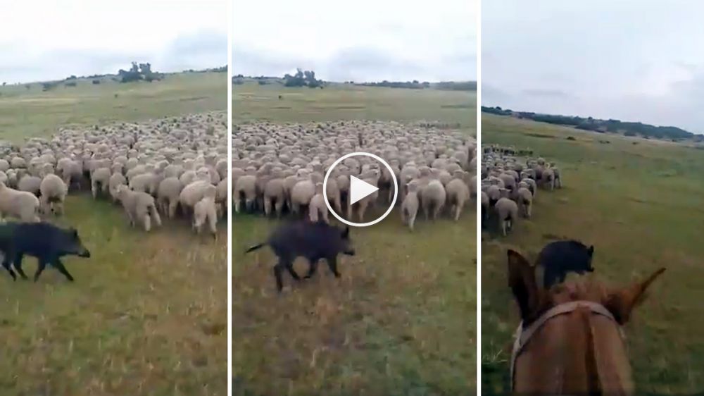 Un jabalí pastoreando ovejas: el vídeo más impactante que verás hoy