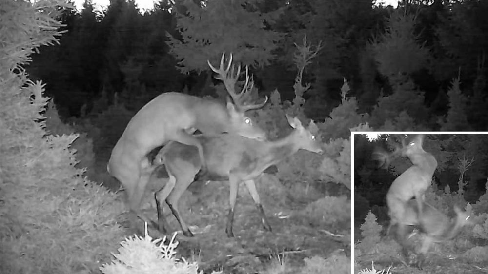 Estos ciervos eligen una cámara de foto trampeo para culminar su noche de pasión