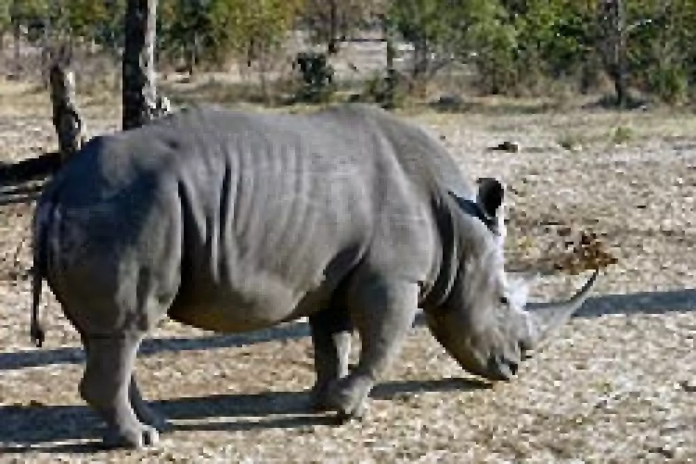 405 rinocerontes muertos por los furtivos en lo que va de año