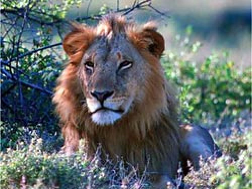 El Gobierno de Botswana suspende la caza del león