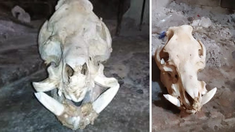 Un pastor encuentra un extraño e impresionante cráneo de jabalí: deformado y con 26 centímetros de colmillo