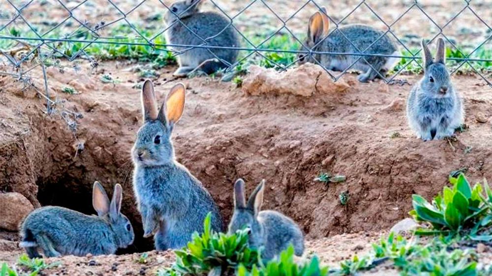 Cazadores que denuncian que les roban los conejos y la versión de la empresa de control implicada, entre lo más leído de 2023