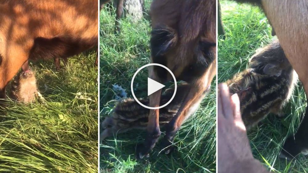 Una cabra amamanta a un pequeño rayón de jabalí
