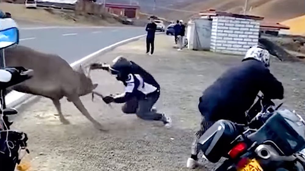 Un motociclista lucha cuerpo a cuerpo contra un ciervo para salvar a su motocicleta