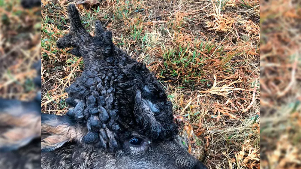 Corzo con peluca