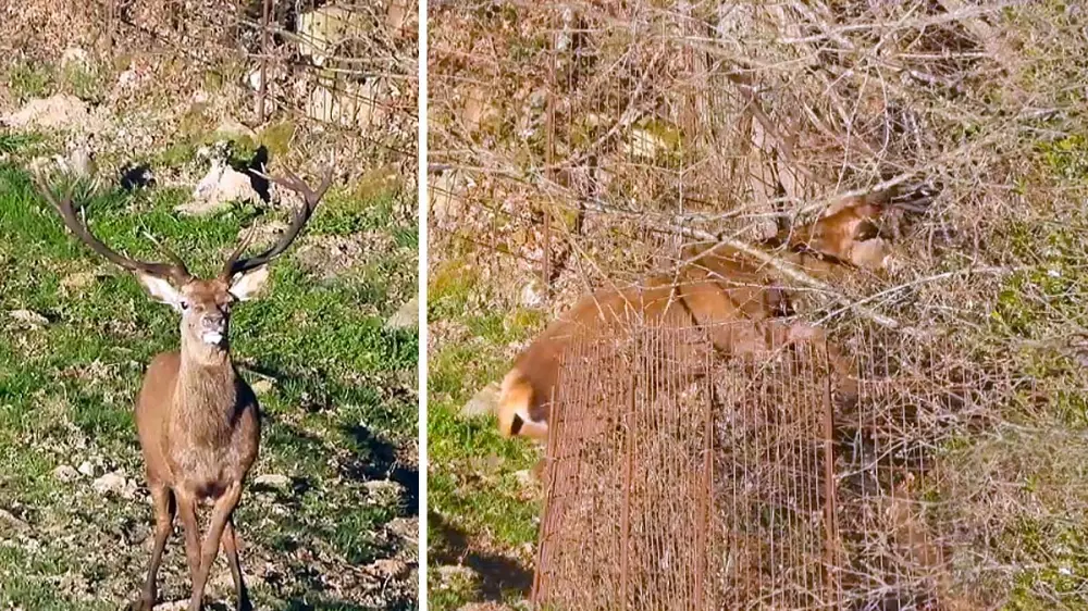 Cuando un ciervo se empeña en saltar una valla, nada puede detenerlo