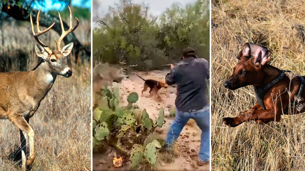 Un cazador salva a su perro de caza de ser corneado por un ciervo