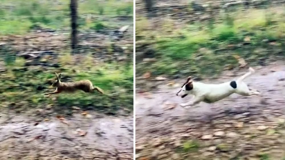 Un pequeño jack russell terrier corre tras una liebre en una carrera desigual