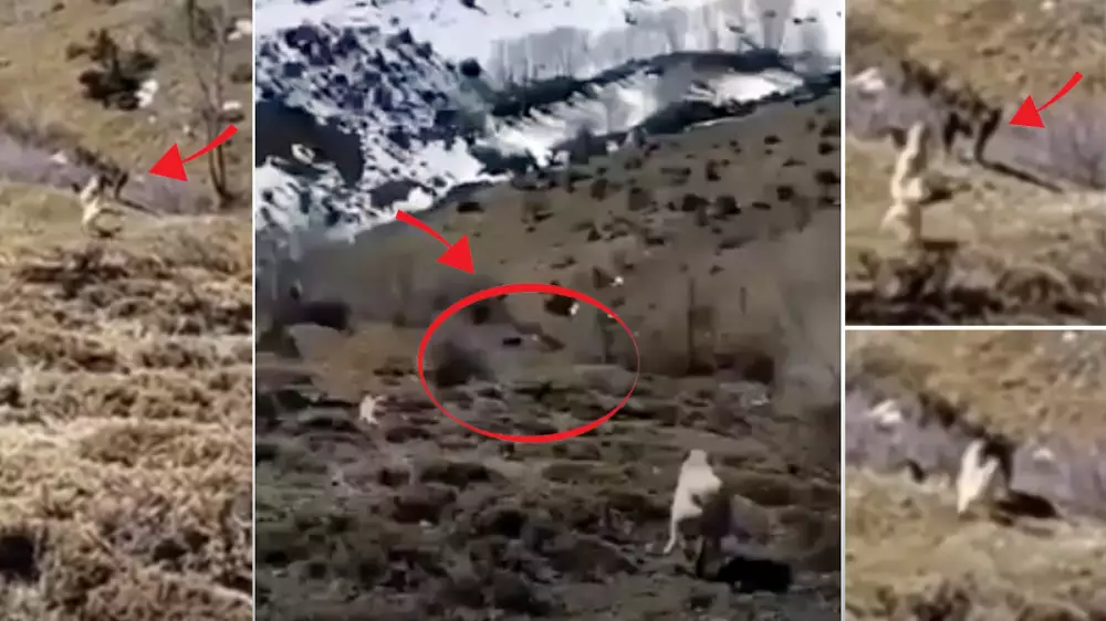 Dos perros protectores de ganado defienden al rebaño atacando a un gran lobo negro