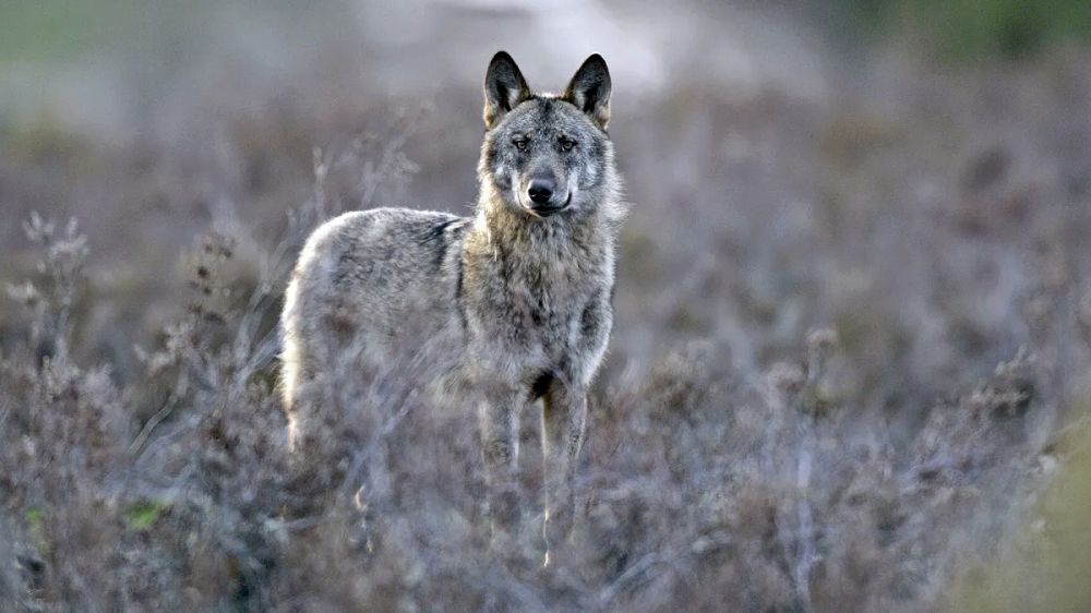 Así serán las extracciones de 10 lobos en Cantabria: Agentes del Medio Natural, hasta el 30 de septiembre y en zonas de ataques reiterados a la ganadería