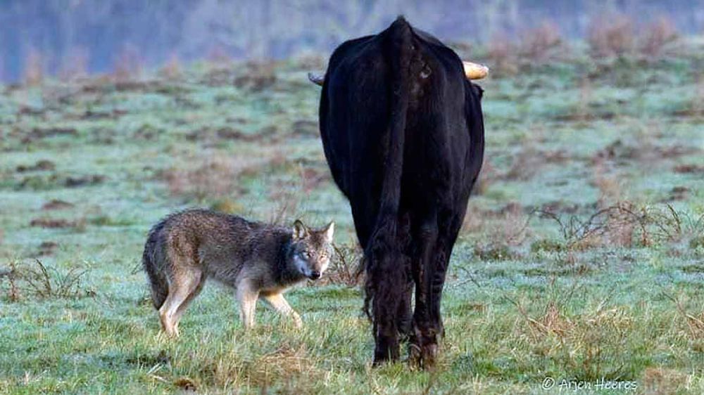 Las impresionantes fotografías de un lobo y un toro mirándose desafiantes