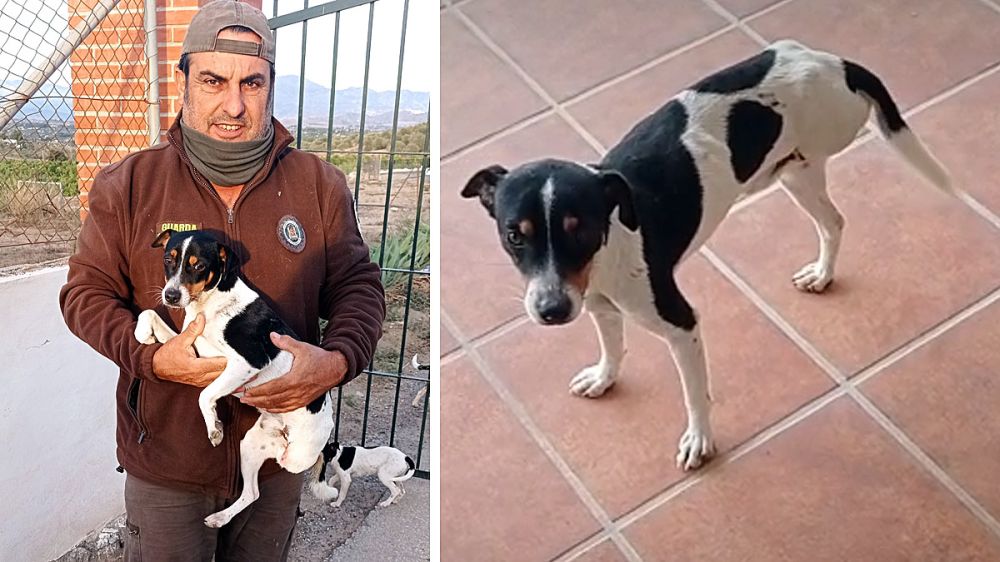Un perro perdido vuelve a casa gracias a un guarda de caza
