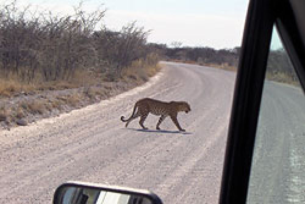 Asignados los permisos de caza del leopardo para 2010